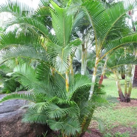 thumbnail for publication: Dypsis lutescens, Areca Palm